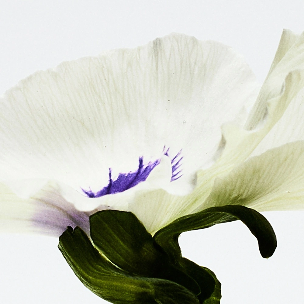 Aire Anthesis Парфюмерная вода купить в VISAGEHALL